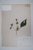 華九頭獅子草藏品圖，第1張