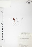 玉山龍膽藏品圖，第1張