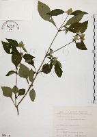 臺灣鱗球花藏品圖，第1張