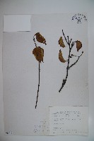 玉山莢迷藏品圖，第1張