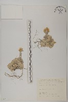 尼泊爾籟簫藏品圖，第1張