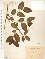 火炭母草、清飯藤藏品圖，第1張