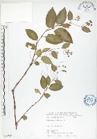 火炭母草、清飯藤藏品圖，第1張