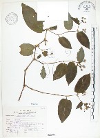 火炭母草、清飯藤藏品圖，第1張