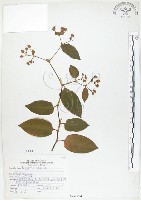 火炭母草、清飯藤藏品圖，第1張