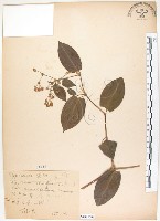 火炭母草、清飯藤藏品圖，第1張