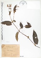 火炭母草、清飯藤藏品圖，第1張