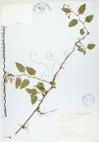 火炭母草、清飯藤藏品圖，第1張