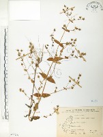 大籽當藥、巒大當藥藏品圖，第1張