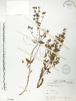 大籽當藥、巒大當藥藏品圖，第1張