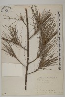 木麻黃藏品圖，第1張