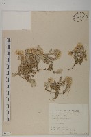 抱莖籟簫藏品圖，第1張