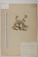 尼泊爾籟簫藏品圖，第1張