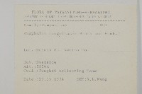 抱莖籟簫藏品圖，第2張