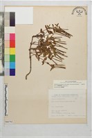短葉柳葉菜藏品圖，第1張