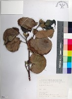 黃槿藏品圖，第1張