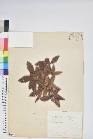 紅毛杜鵑藏品圖，第1張