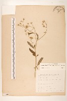 一枝香藏品圖，第1張