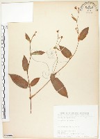 火炭母草、清飯藤藏品圖，第1張