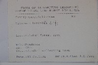 呂宋莢迷藏品圖，第2張