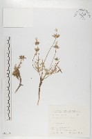 玉山山蘿蔔藏品圖，第1張