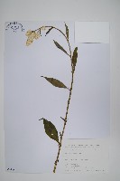 青葙藏品圖，第1張