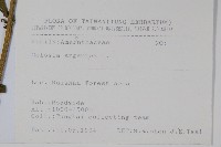 青葙藏品圖，第2張