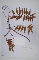 黃連木、爛心木藏品圖，第1張