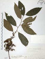 台灣山桂花藏品圖，第1張