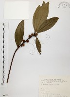 土肉桂藏品圖，第1張