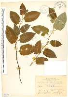 火炭母草、清飯藤藏品圖，第1張