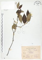 火炭母草、清飯藤藏品圖，第1張