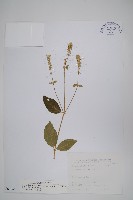 日本牛膝藏品圖，第1張