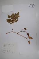 溪頭秋海棠藏品圖，第1張