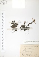 玉山水苦賈藏品圖，第1張