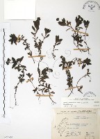 玉山水苦賈藏品圖，第1張