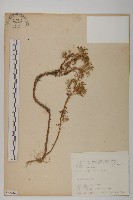 高山艾藏品圖，第1張