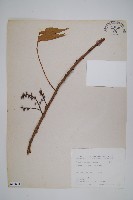 黃連木、爛心木藏品圖，第1張