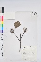 白臼藏品圖，第1張