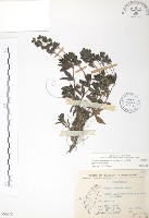 玉山水苦賈藏品圖，第1張