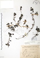 玉山水苦賈藏品圖，第1張