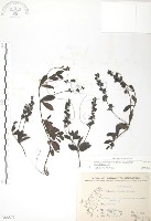 玉山水苦賈藏品圖，第1張