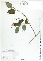 火炭母草、清飯藤藏品圖，第1張