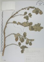 海埔姜藏品圖，第1張