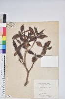 臺灣高山杜鵑藏品圖，第1張