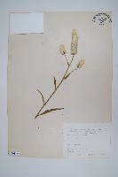 臺東青葙藏品圖，第1張