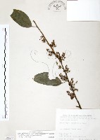 台灣山桂花藏品圖，第1張