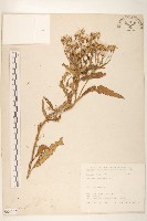 黃菀藏品圖，第1張