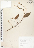 火炭母草、清飯藤藏品圖，第1張