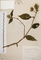 臺灣鱗球花藏品圖，第1張